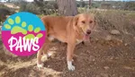 Φιλοζωϊκό σωματείο "PAWS" για Γ.Ε.ΜΗ - Τι προβλέπει η νομοθεσία για τις συμβάσεις με τους Δήμους