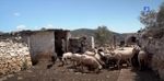 Ντοκιμαντέρ καταγράφει στιγμιότυπα από τη ζωή και τις προκλήσεις των κτηνοτρόφων της Νάξου