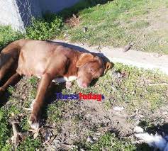 Φρίκη: Έριξαν φόλα στην τυφλή σκυλίτσα που είχε διανύσει 10 χλμ στη Νάουσα Ημαθίας