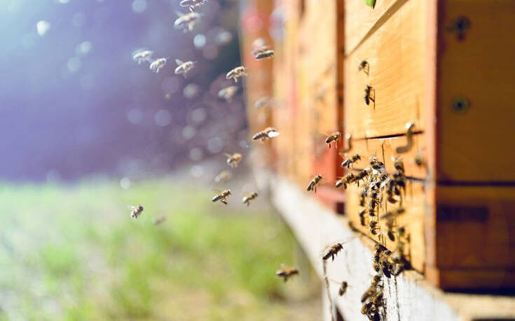Ίος: Συνελήφθη για κλοπή μελισσιών