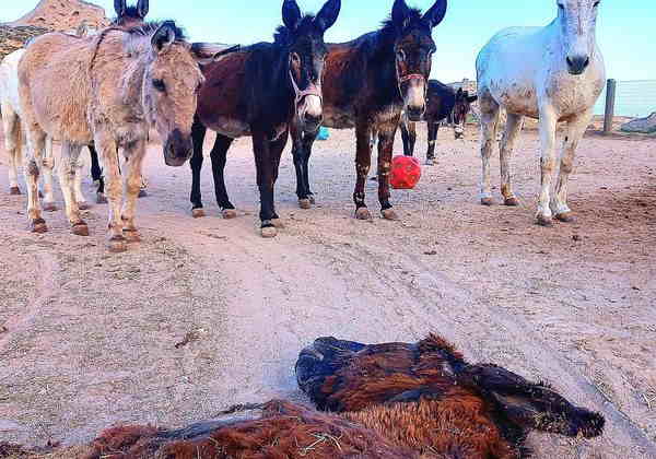 Σαντορίνη: "Έφυγε" ο Τζέιμι, το γαϊδουράκι της Καλντέρας - Δείτε πως το αποχαιρετούν οι φίλοι του