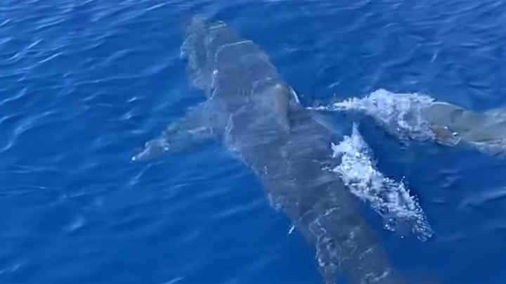 Ζάκυνθος: Καρχαρίας κολυμπά μπροστά σε σκάφος λίγο έξω από το λιμάνι