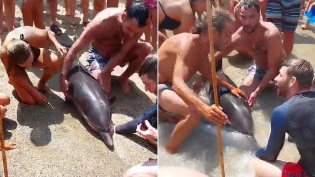 Δελφίνι «ξεβράστηκε» νεκρό σε παραλία της Τήνου