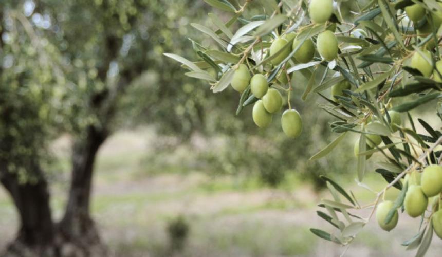 Με «τσιπάκια» πάνω στα δέντρα προσπαθούν οι ελαιοπαραγωγοί της Κρήτης να προστατέψουν τη σοδειά τους