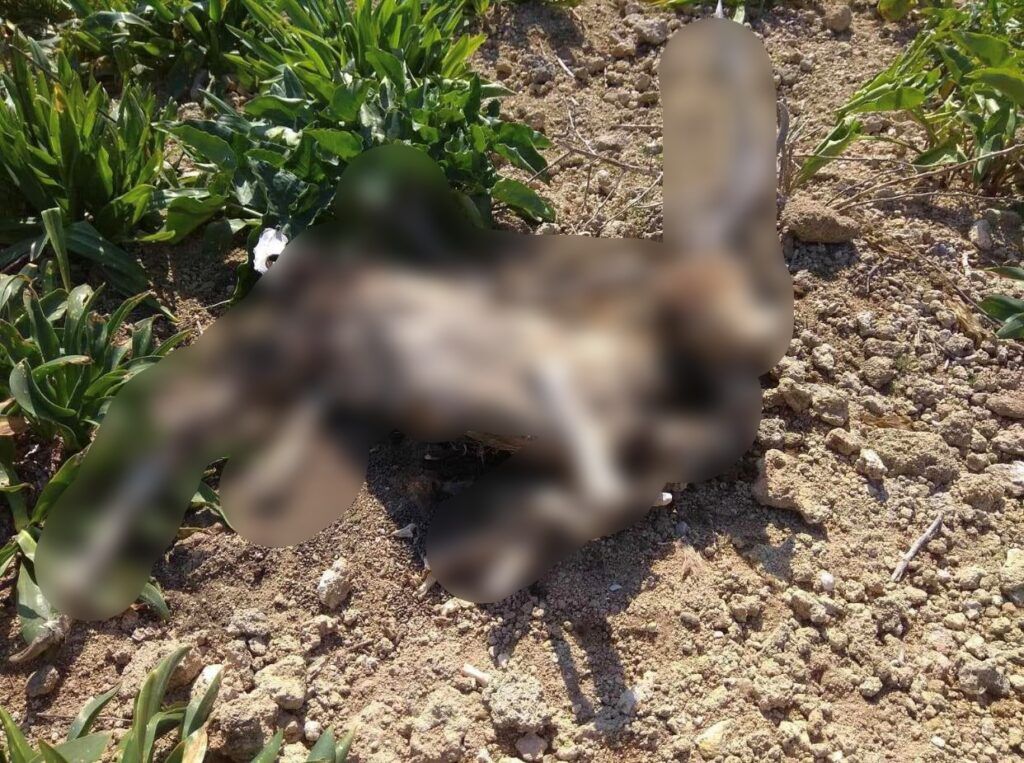 Εικόνες - σοκ: Νεκρά ελάφια στο Δημοτικό Ελαφοκομείο της Ρόδου