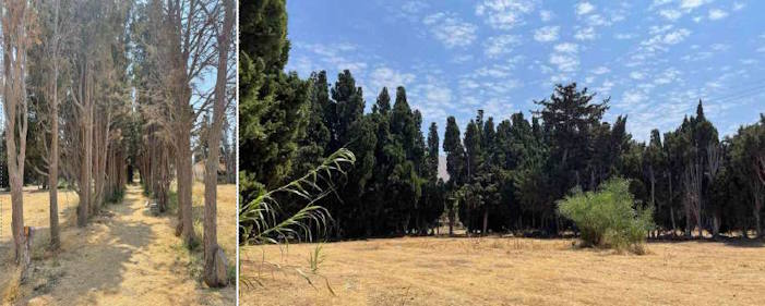 Συγκρότηση Γνωμοδοτικής Επιτροπής για το Αγροκήπιο Παροικίας