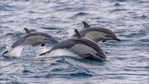 Δελφίνια «διέσωσαν» κολυμβητή που ήταν αγνοούμενος για 12 ώρες