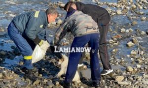 Φρίκη στη Φθιώτιδα: Πέταξαν σκυλίτσα σε ποτάμι – Της είχαν δέσει τα κουτάβια στο λαιμό – ΒΙΝΤΕΟ – ΦΩΤΟ