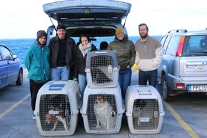 Φιλοζωική PAWS: Πέντε αδέσποτα σκυλάκια στο δρόμο για το νέο τους σπιτι !