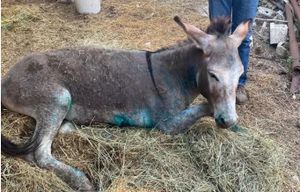 Υπεβλήθη σε ευθανασία το γαϊδουράκι της Ζίτσας