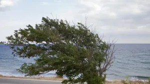 Καιρός: «Σαρώνουν» οι άνεμοι - 100 χλμ/ώρα οι ριπές του ανέμου στην Tήνο
