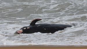 Κύπρος: Νεκρές φάλαινες στις ακτές - Πιθανή σύνδεση με τους σεισμούς σε Τουρκία - Συρία