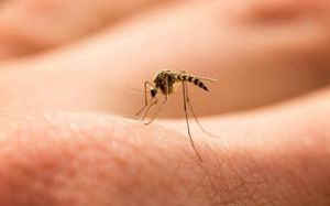 Δήμος Πάρου: Μέτρα προστασίας από τα κουνούπια