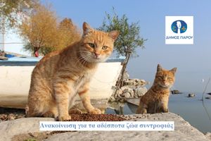 Ο Δήμος Πάρου για τα αδέσποτα ζώα