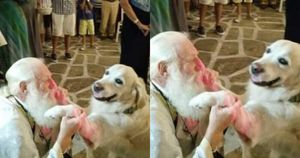 Παράδειγμα προς μίμηση: Ο παπα Πέτρος, στη Νάουσα της Πάρου, αφήνει τα σκυλάκια να μπαίνουν στην Εκκλησία