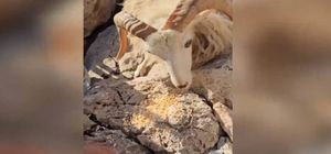 Κτηνοτρόφος άφησε στην βραχονησίδα Μάκρη ένα κοπάδια αιγοπροβάτων χωρίς τροφή και νερό. Πολλά από αυτά, πέθαναν