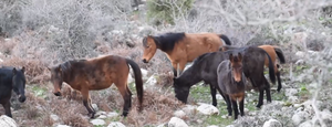 Λεπέτυμνο Λέσβου: Ο ηλιόλουστος οικισμός με την ανέγγιχτη ομορφιά και τα περήφανα άγρια άλογα