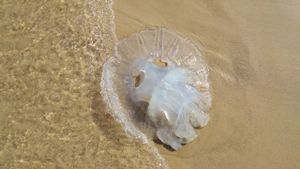 Ρόδος: Σε αρκετές παραλίες έχει εντοπιστεί η τροπική μέδουσα Rhopilema nomadica