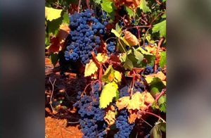 Ρόδια, σταφύλια και σύκα της Παριανής γης κατακτούν την ελληνική αγορά