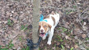 Φρίκη – Αναζητούν τον δράστη που κακοποιήσε σεξουαλικά κουτάβι τριών μηνών