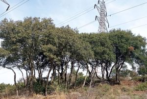 Έκκληση ενίσχυσης των Δασικών Υπηρεσιών Αιγαίου