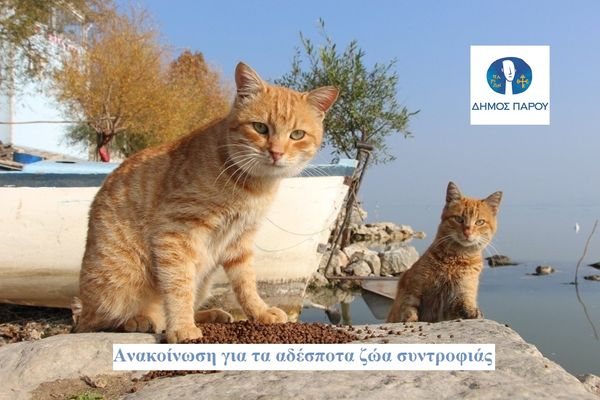 Ο Δήμος Πάρου για τα αδέσποτα ζώα