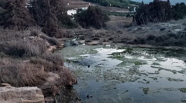 Mώλος Πάρου: Τι έδειξε η νέα αυτοψία σε περιοχή με κέδρους και νεοαναγειρόμενη οικοδομή