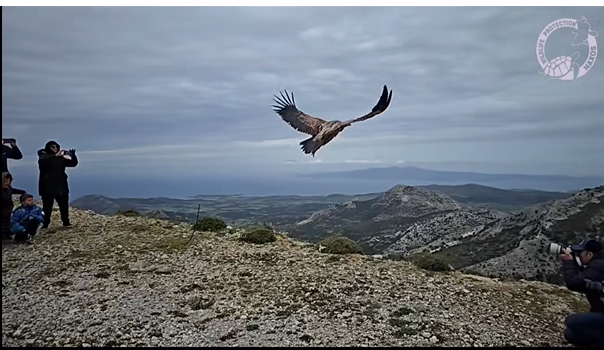 Δύο όρνεα πετούν ξανά ελεύθερα στον ουρανό της Νάξου