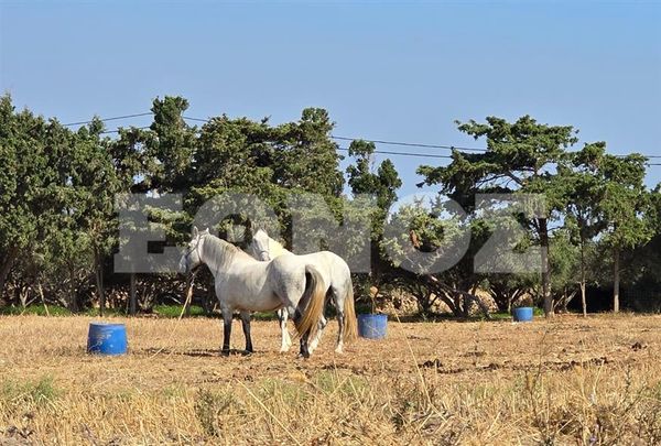 Άλογα στην Πάρο «λιώνουν» στον ήλιο