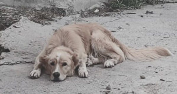 Ζώα δεμένα στον ήλιο και παστουρωμένα - Καταγγελίες για κακοποίηση στην Πάρο