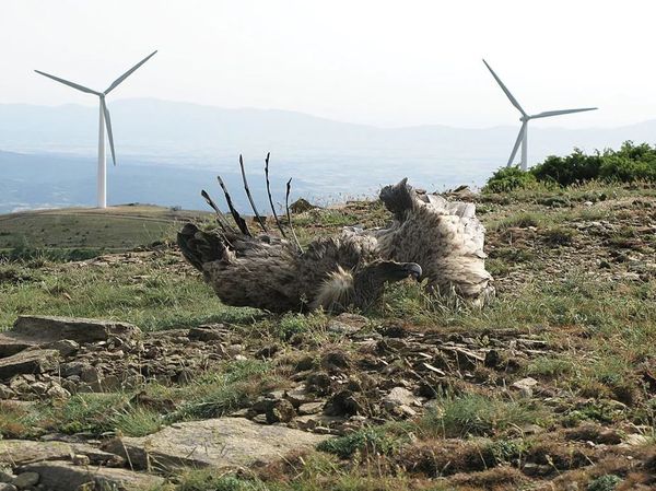 Η αλήθεια για τις ανεμογεννήτριες απέναντι στις γκρίζες ζώνες του λαϊκισμού και της πολιτικής υποκρισίας